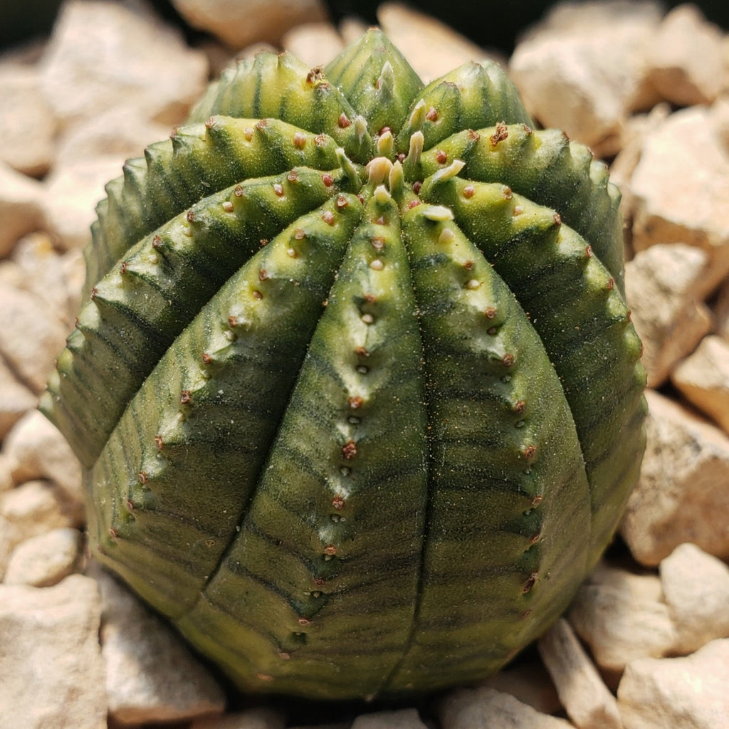 Euphorbia infausta variegata