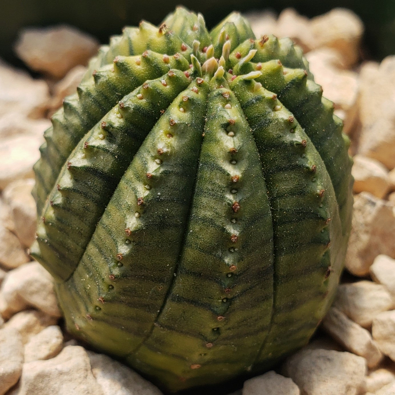Euphorbia infausta variegata