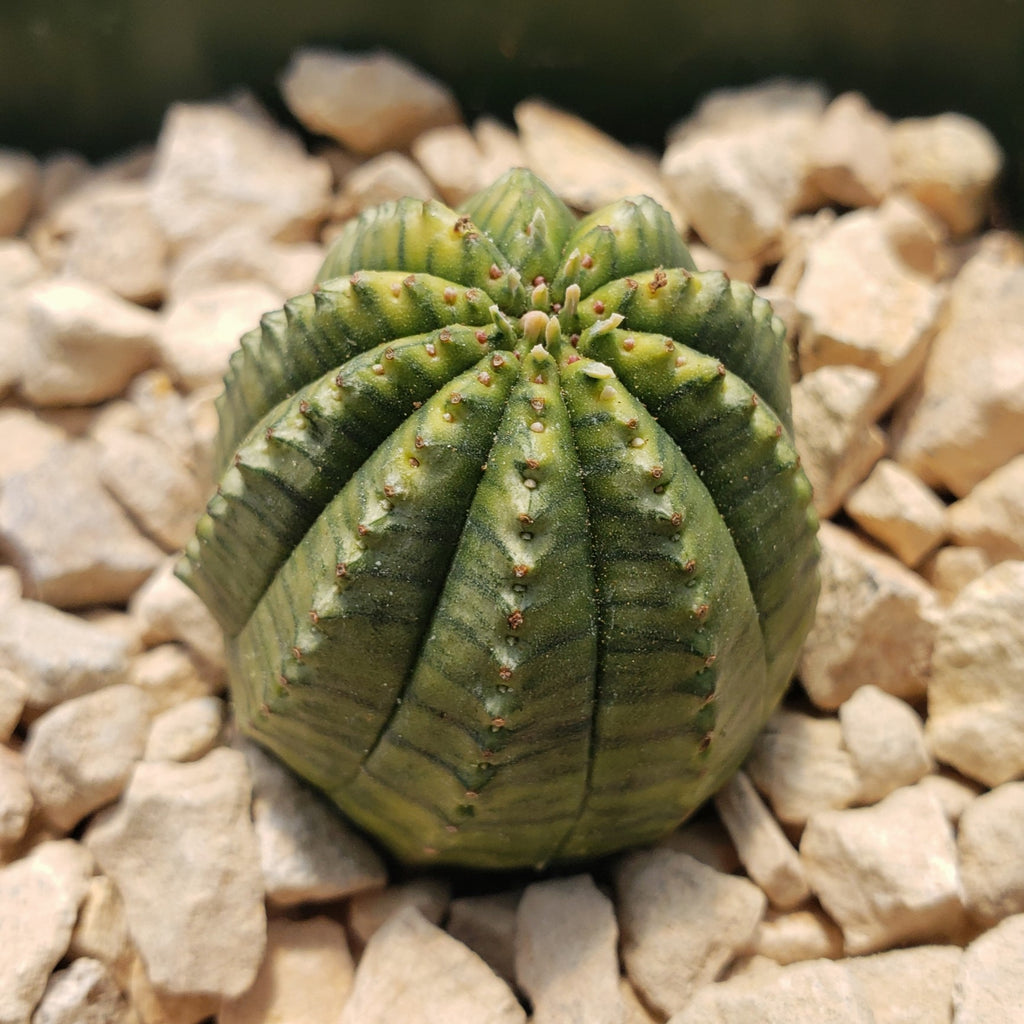 Euphorbia infausta variegata