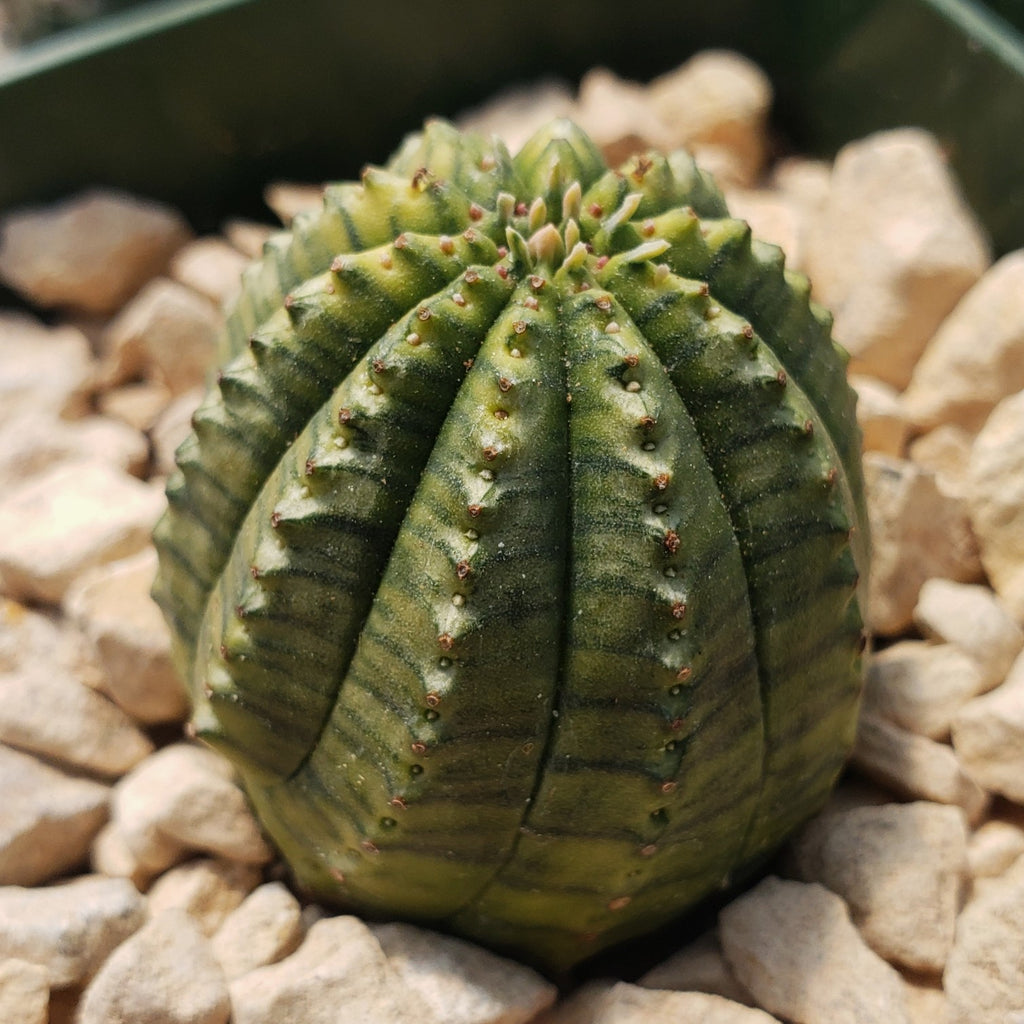 Euphorbia infausta variegata