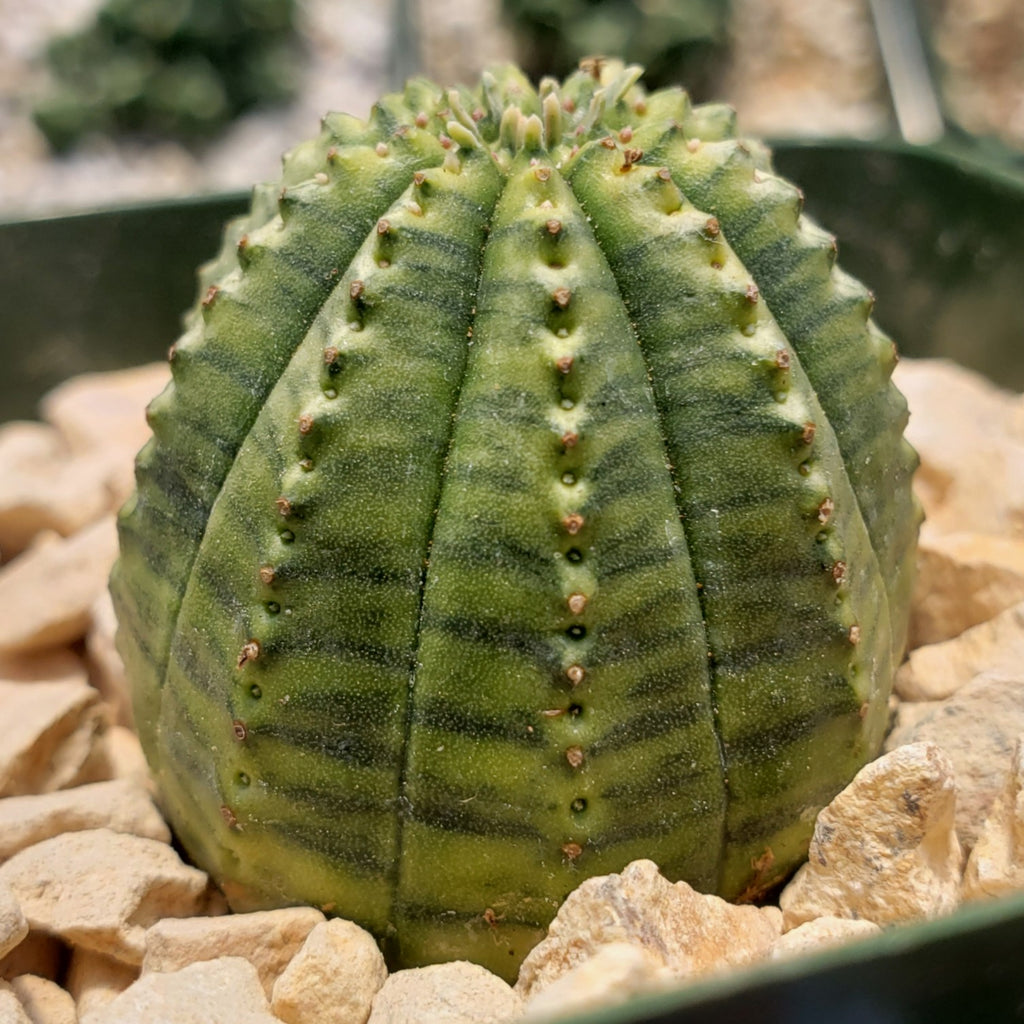 Euphorbia infausta variegata