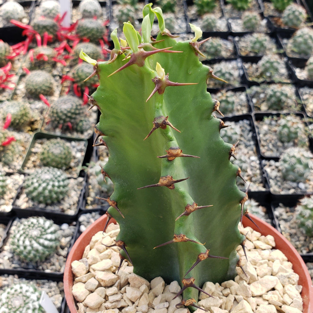 Chocolate Drop Cactus - Euphorbia ingens &