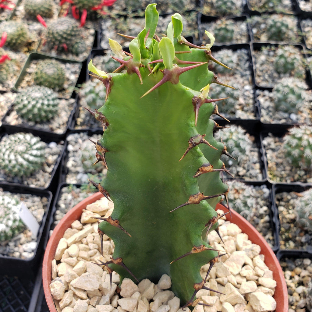 Chocolate Drop Cactus - Euphorbia ingens &