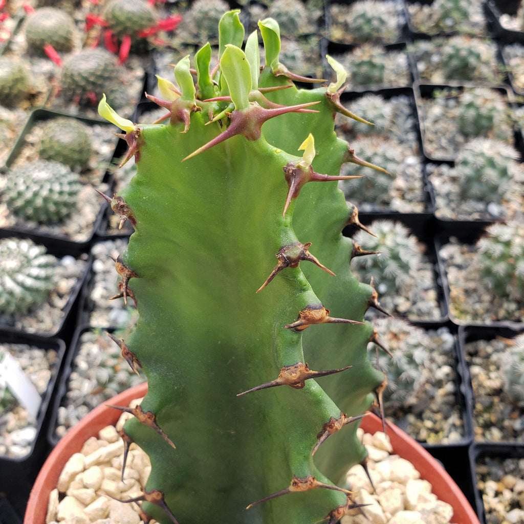 Chocolate Drop Cactus - Euphorbia ingens &