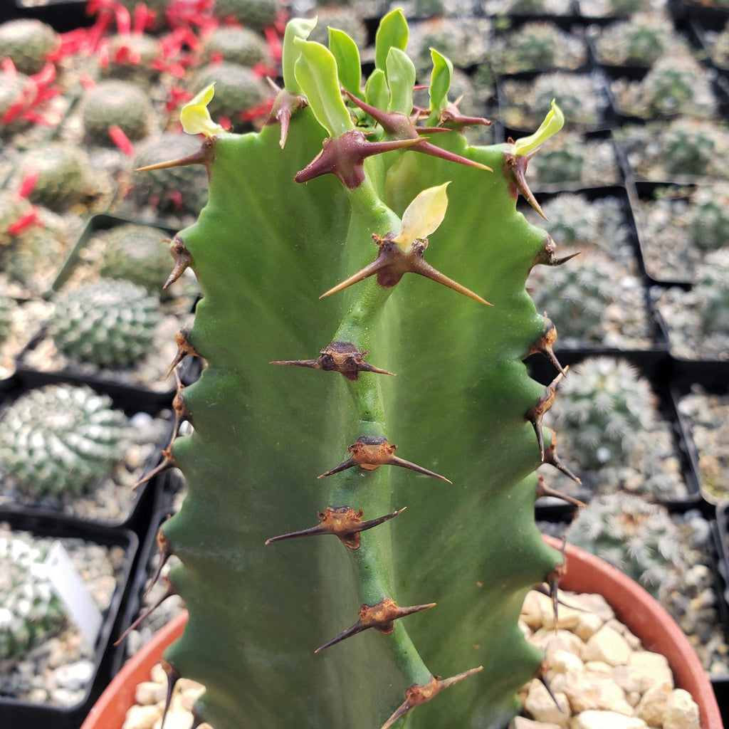 Chocolate Drop Cactus - Euphorbia ingens &