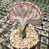 Euphorbia lactea Cristata Grafted