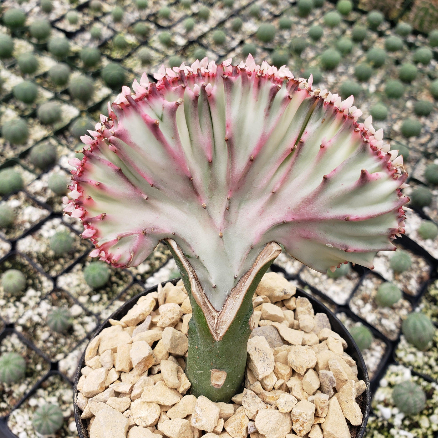 succulents mermaid tail Shop 'Mermaid Tail Cactus - Euphorbia lactea Cristata Grafted' Care and Info