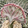 Euphorbia lactea Cristata Grafted