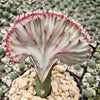 Euphorbia lactea Cristata Grafted