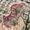 Euphorbia lactea Cristata Grafted