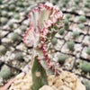 Euphorbia lactea Cristata Grafted