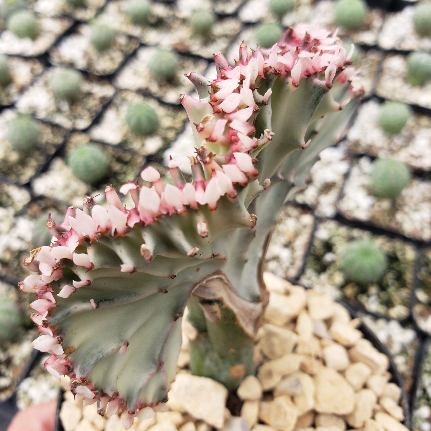 mermaid cactus succulent Shop 'Mermaid Tail Cactus - Euphorbia lactea Cristata Grafted' Care and Info