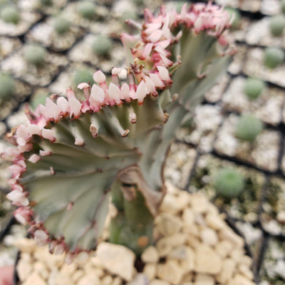 mermaid tail succulent near me Shop 'Mermaid Tail Cactus - Euphorbia lactea Cristata Grafted' Care and Info