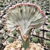 Euphorbia lactea Cristata Grafted