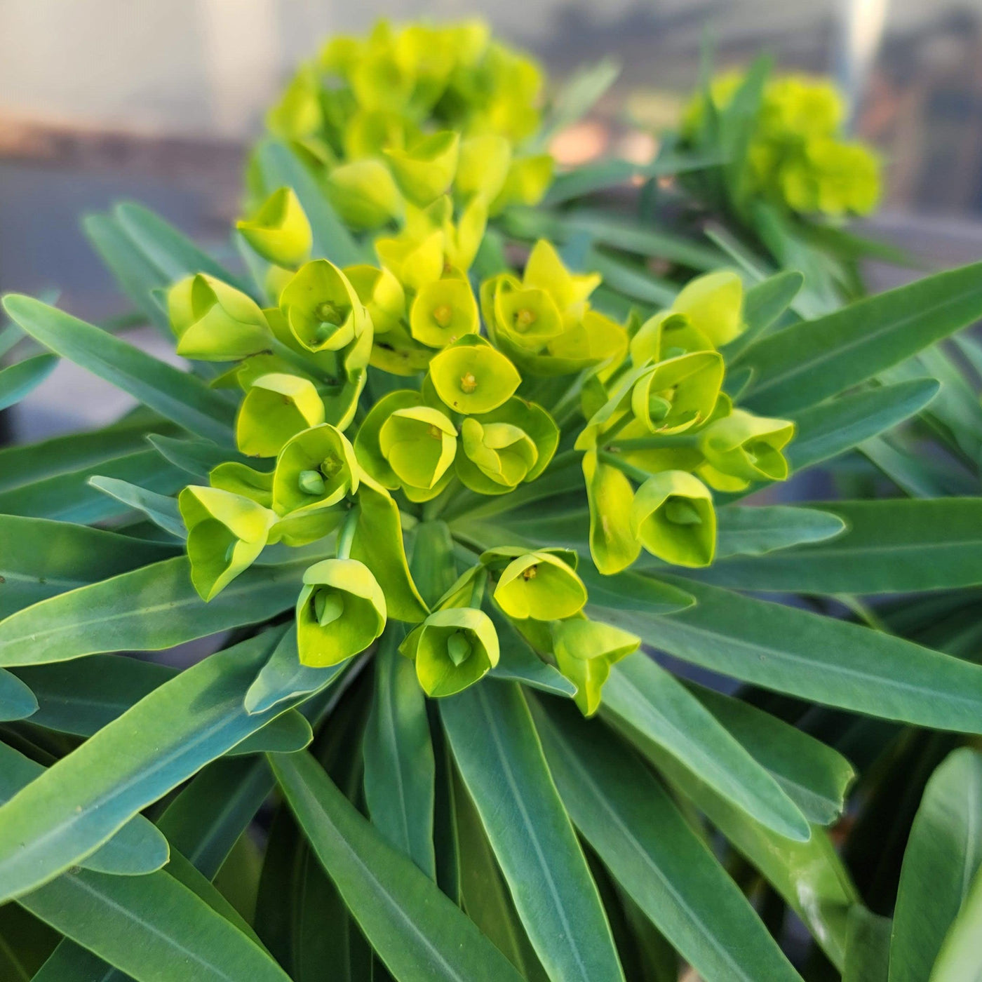 truffula flower seeds Shop 'Truffula Tree - Euphorbia lambii' Care and Growing Guide