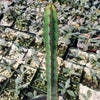 Euphorbia ledienii