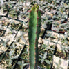 Euphorbia ledienii