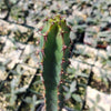 Euphorbia ledienii