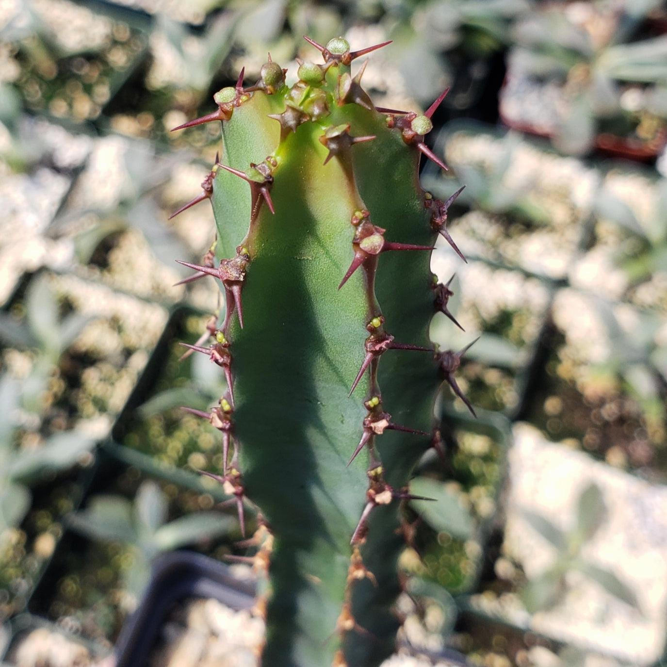 Euphorbia ledienii