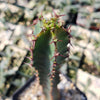 Euphorbia ledienii