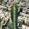 Euphorbia ledienii