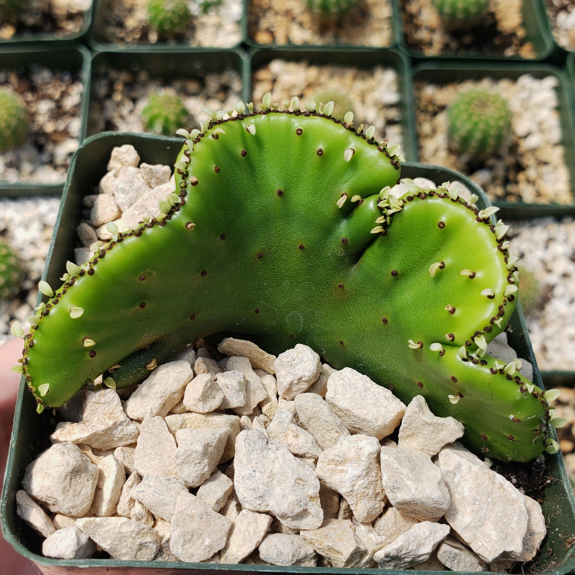 Euphorbia leucodendron crestata