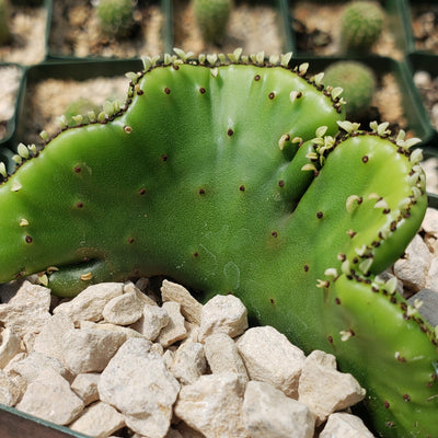 Euphorbia leucodendron crestata