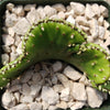 Euphorbia leucodendron crestata