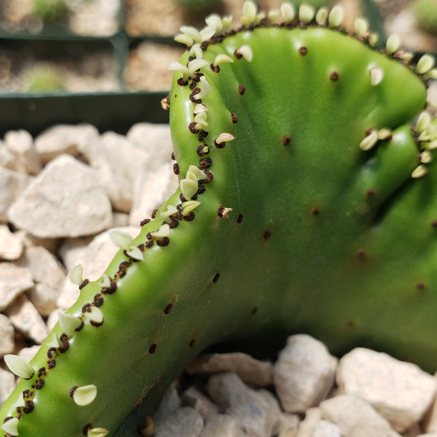 Euphorbia leucodendron crestata