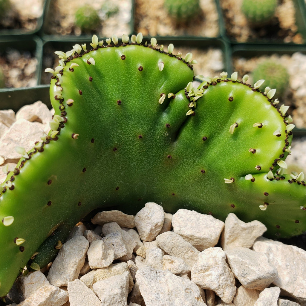Euphorbia leucodendron crestata