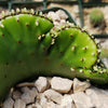 Euphorbia leucodendron crestata