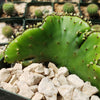 Euphorbia leucodendron crestata