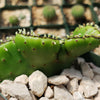 Euphorbia leucodendron crestata