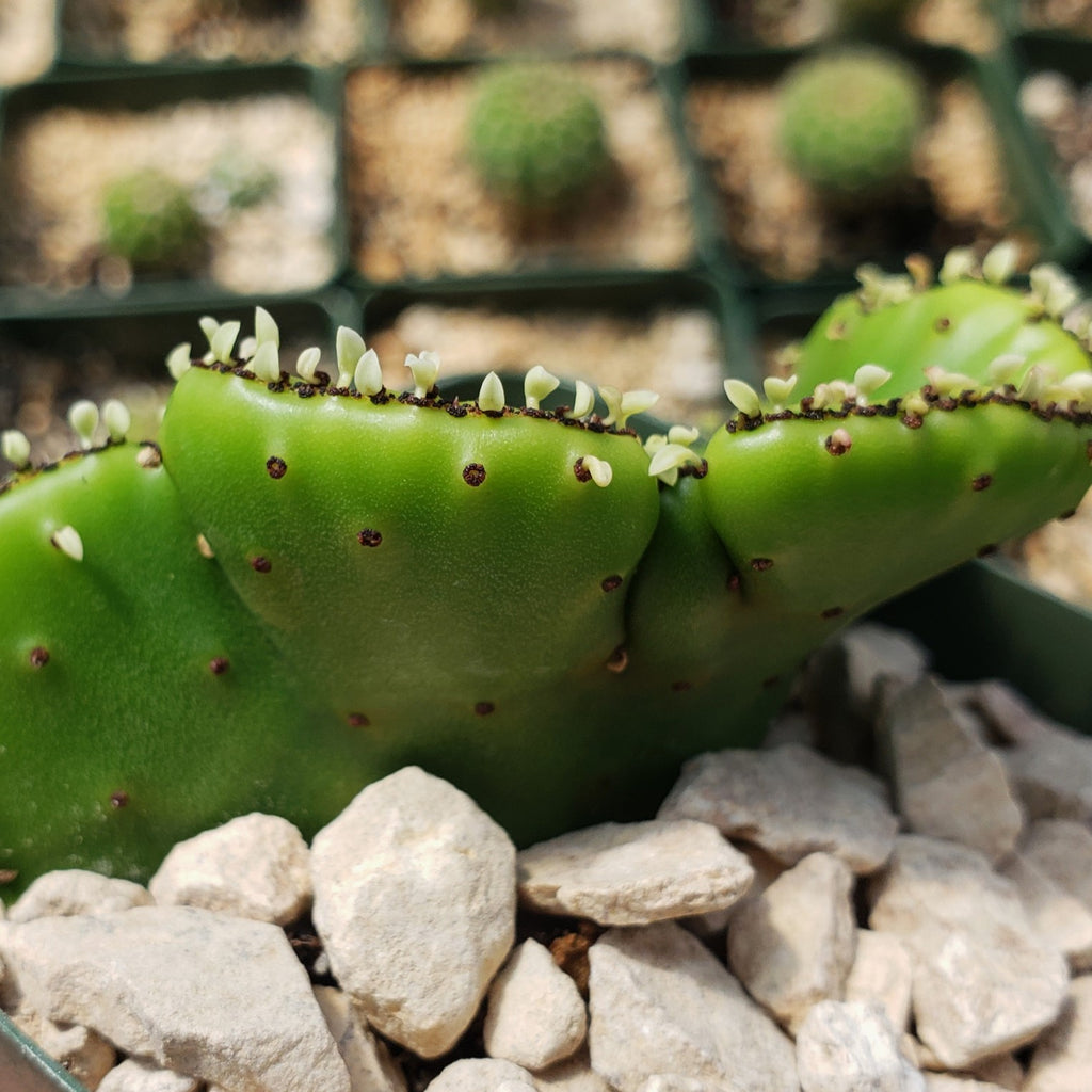 Euphorbia leucodendron crestata