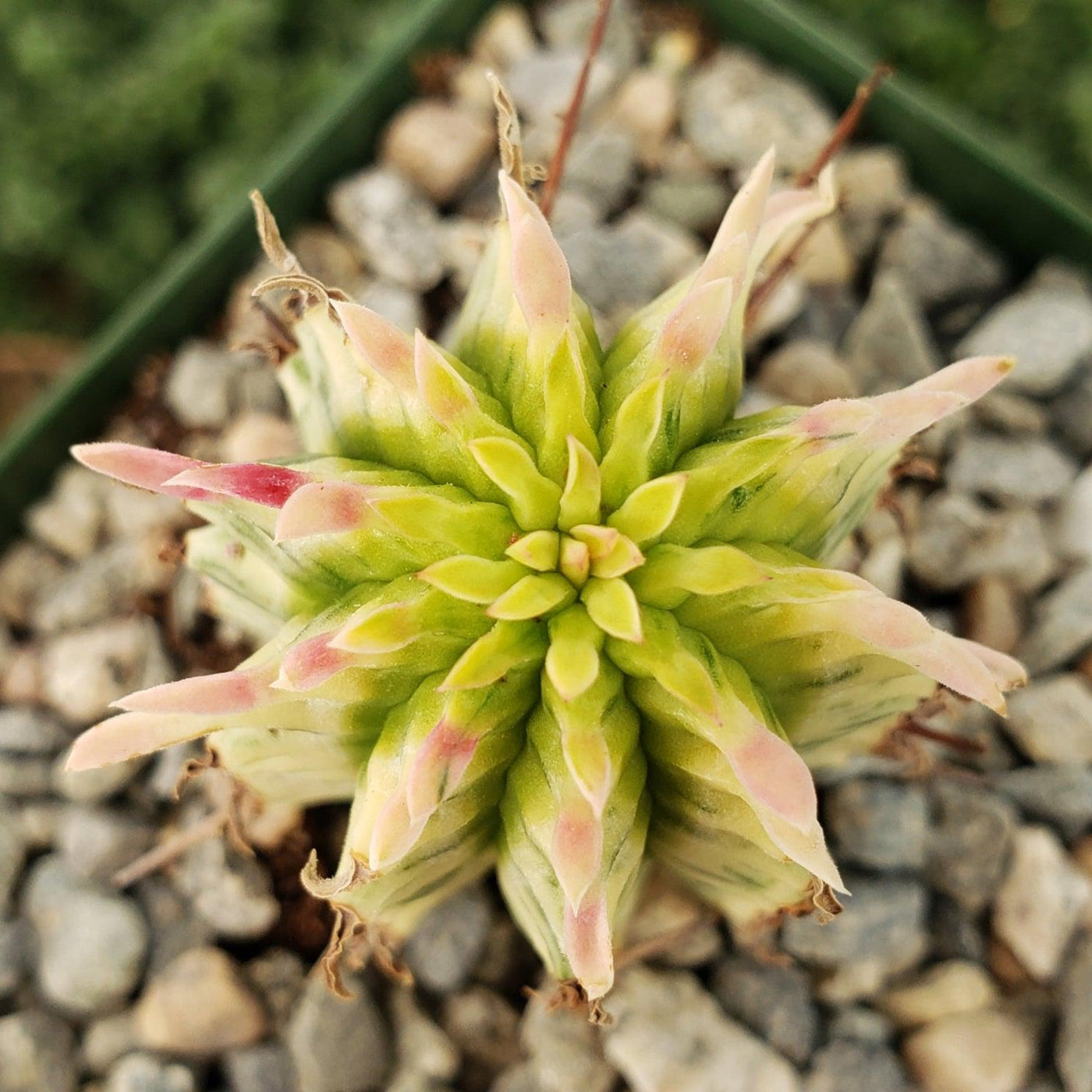 succulent corn Euphorbia mammillaris variegata yellow 'Corn on the Cob' – Planet Desert