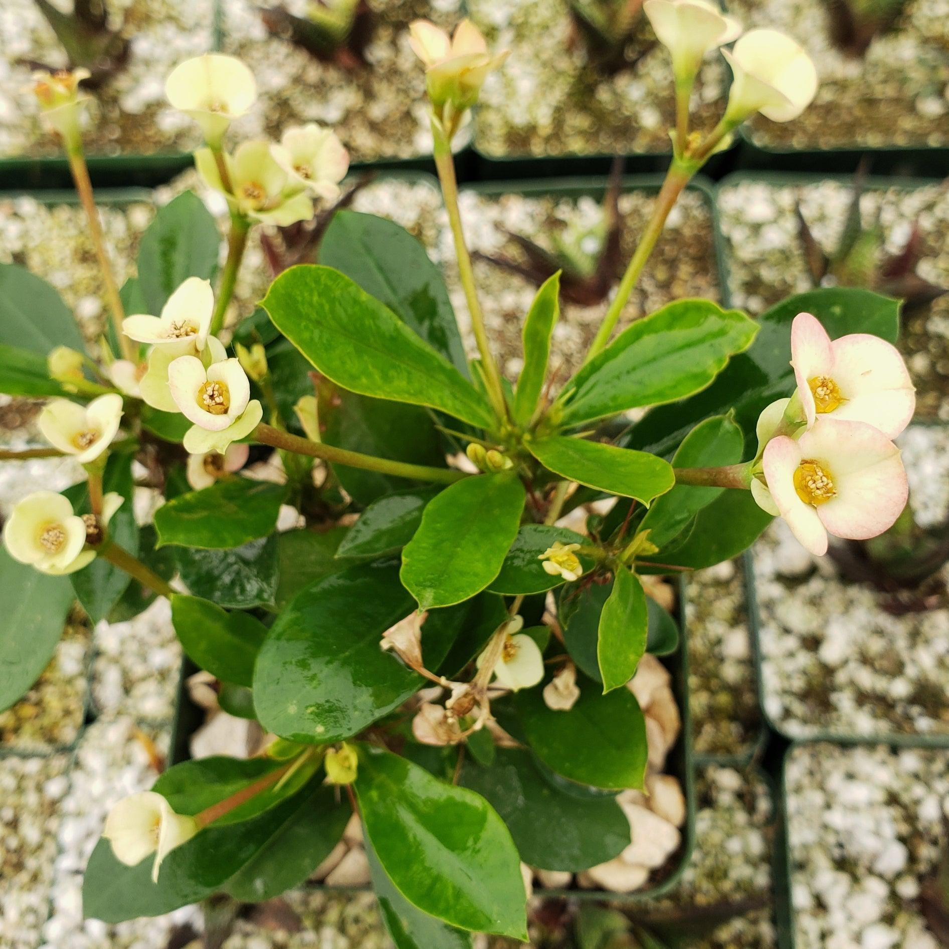 Euphorbia milii crown of thorns peach