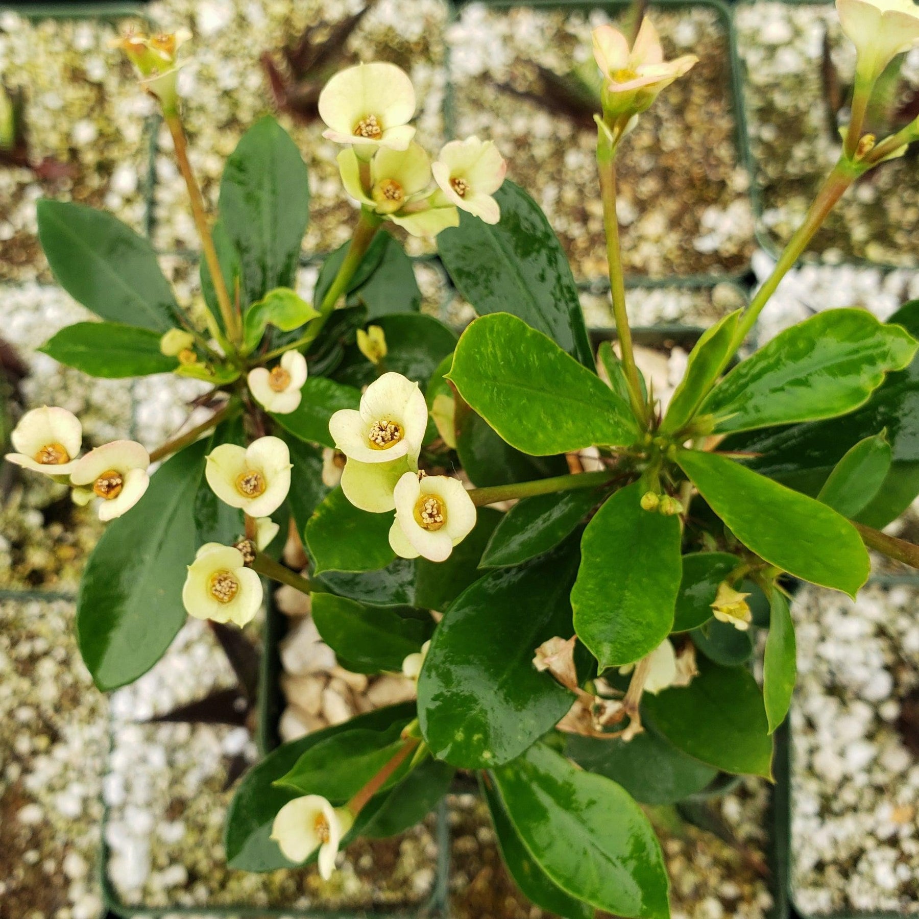 Nectarine Bouquet. Crown of Thorns, Euphorbia milii, Hortu…