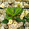 Euphorbia milii crown of thorns peach