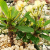 Euphorbia milii crown of thorns peach