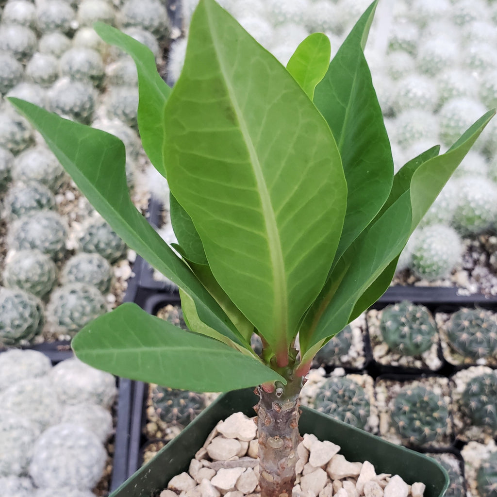 Euphorbia milii grandiflora green apple