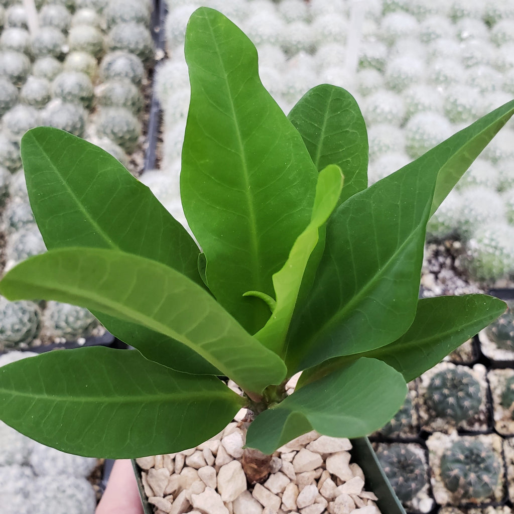 Euphorbia milii grandiflora green apple