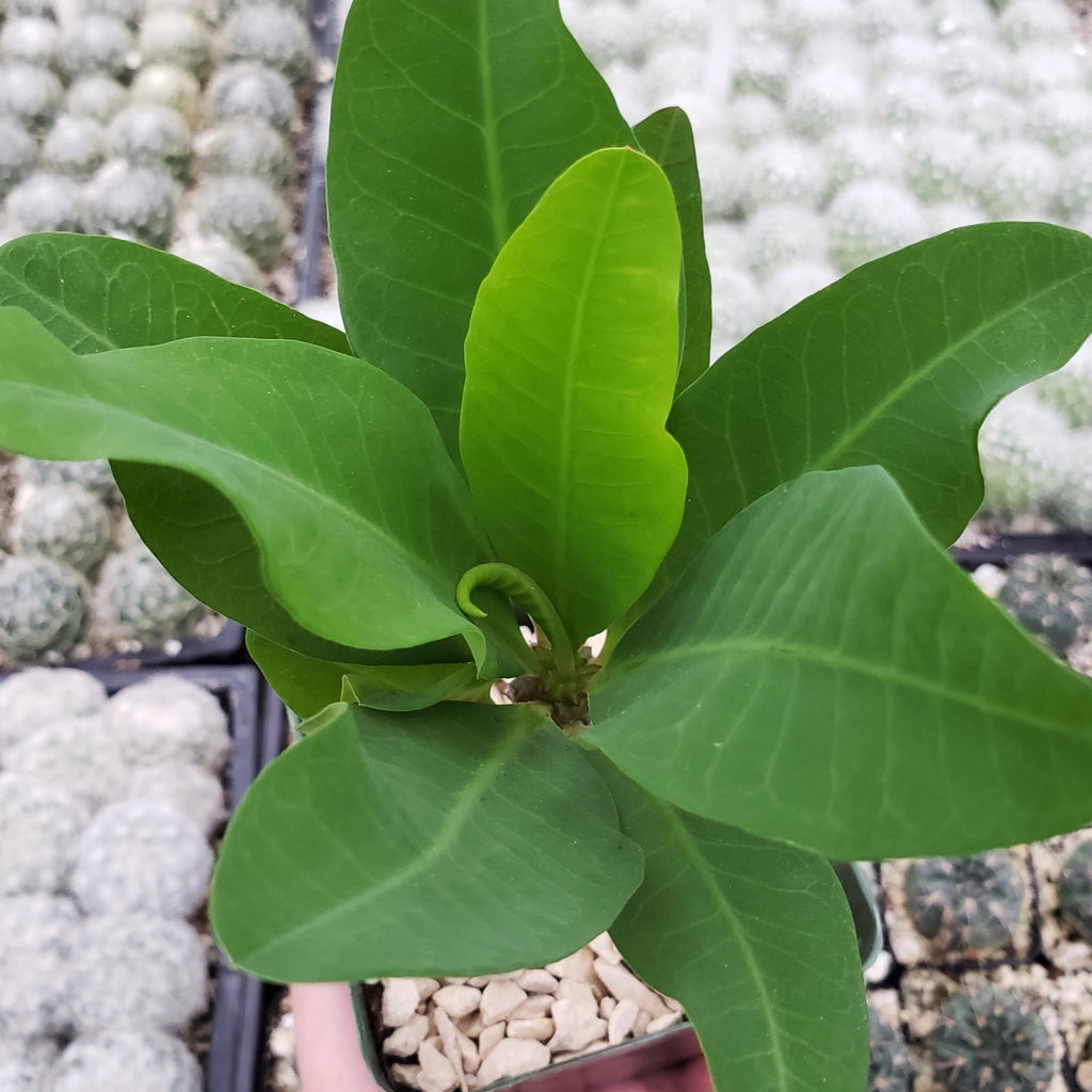 Euphorbia milii grandiflora green apple