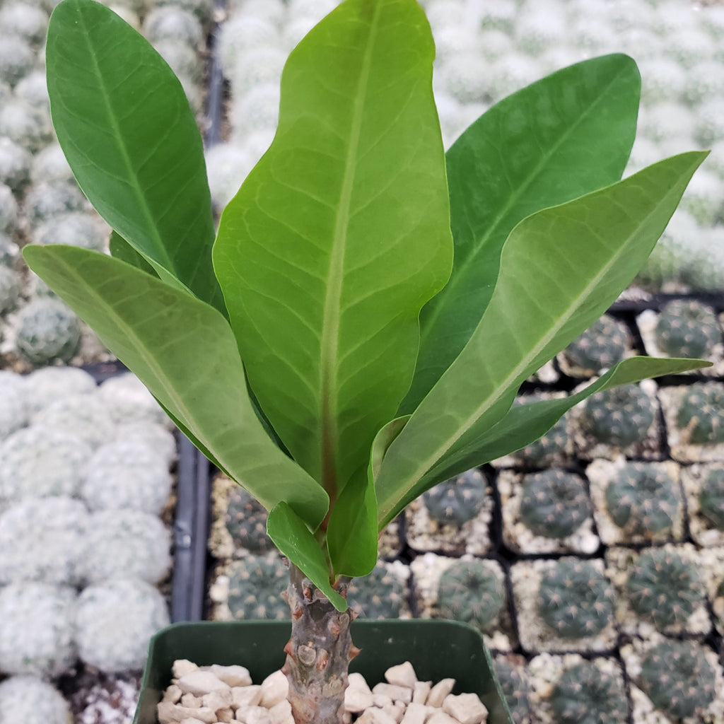 Euphorbia milii grandiflora green apple