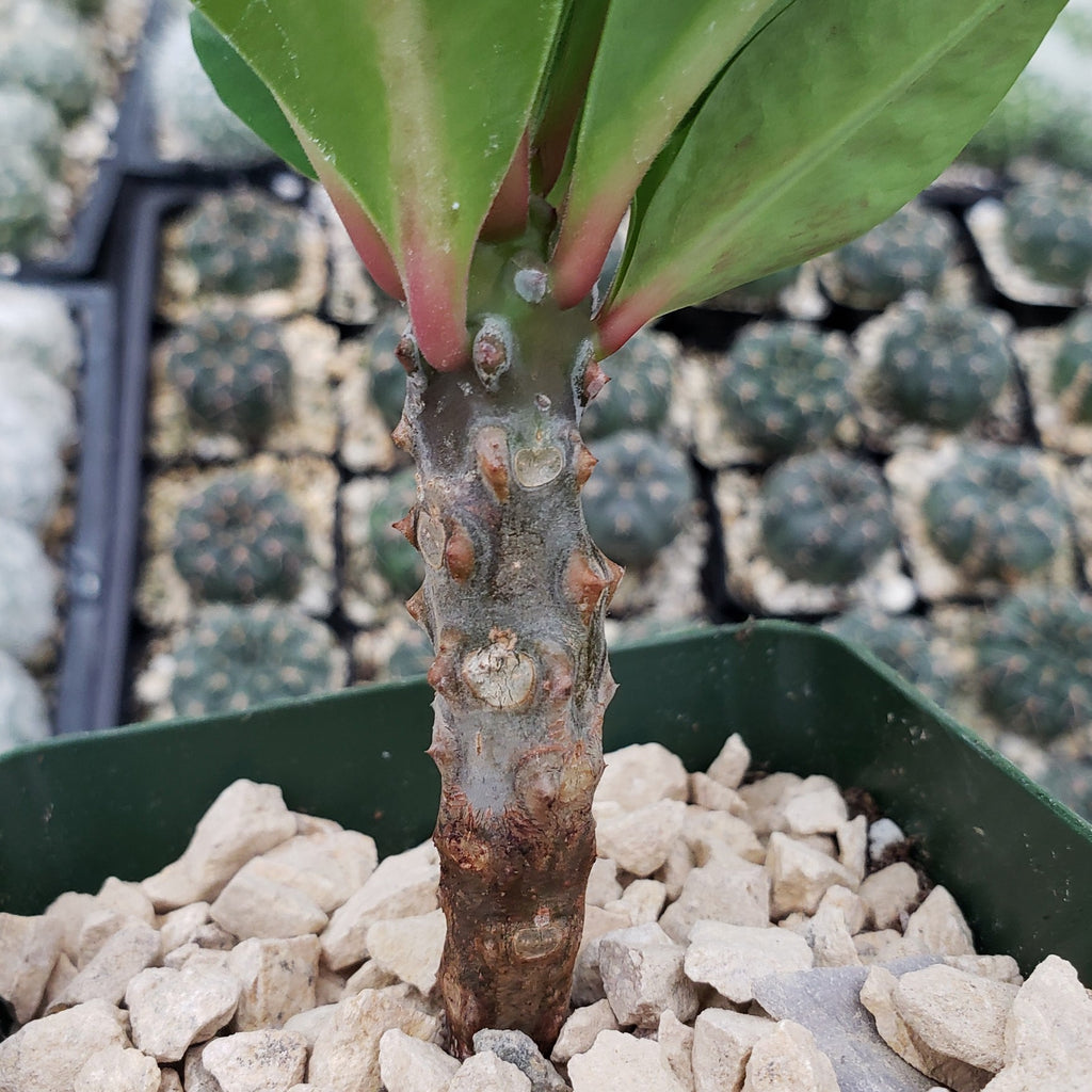 Euphorbia milii grandiflora green apple