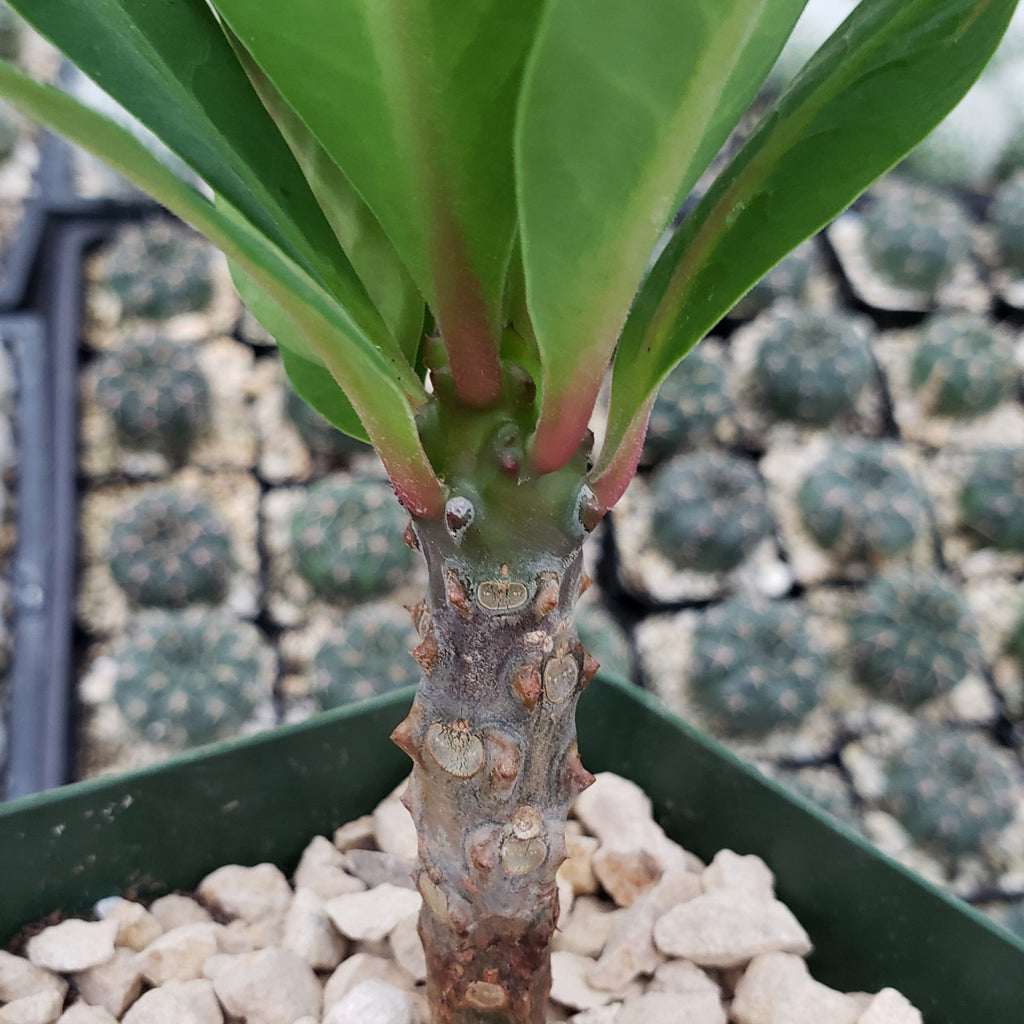 Euphorbia milii grandiflora green apple