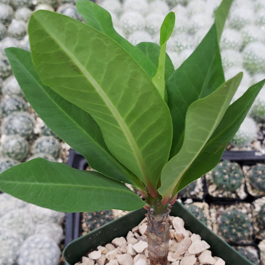 Euphorbia milii grandiflora green apple