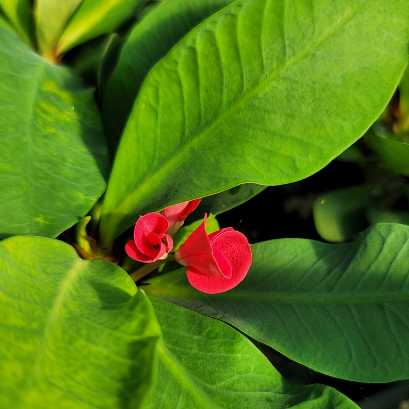 Euphorbia milii grandiflora Khurap Sian