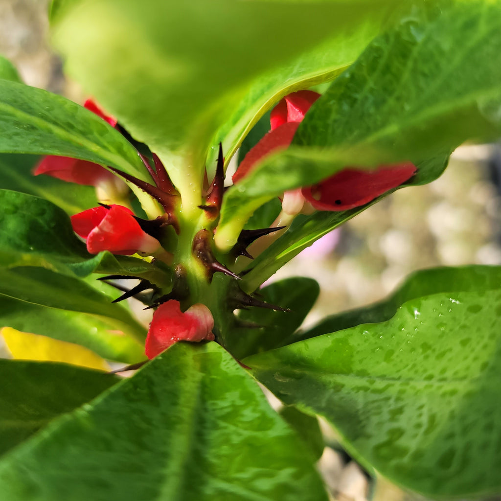 Euphorbia milii grandiflora Khurap Sian