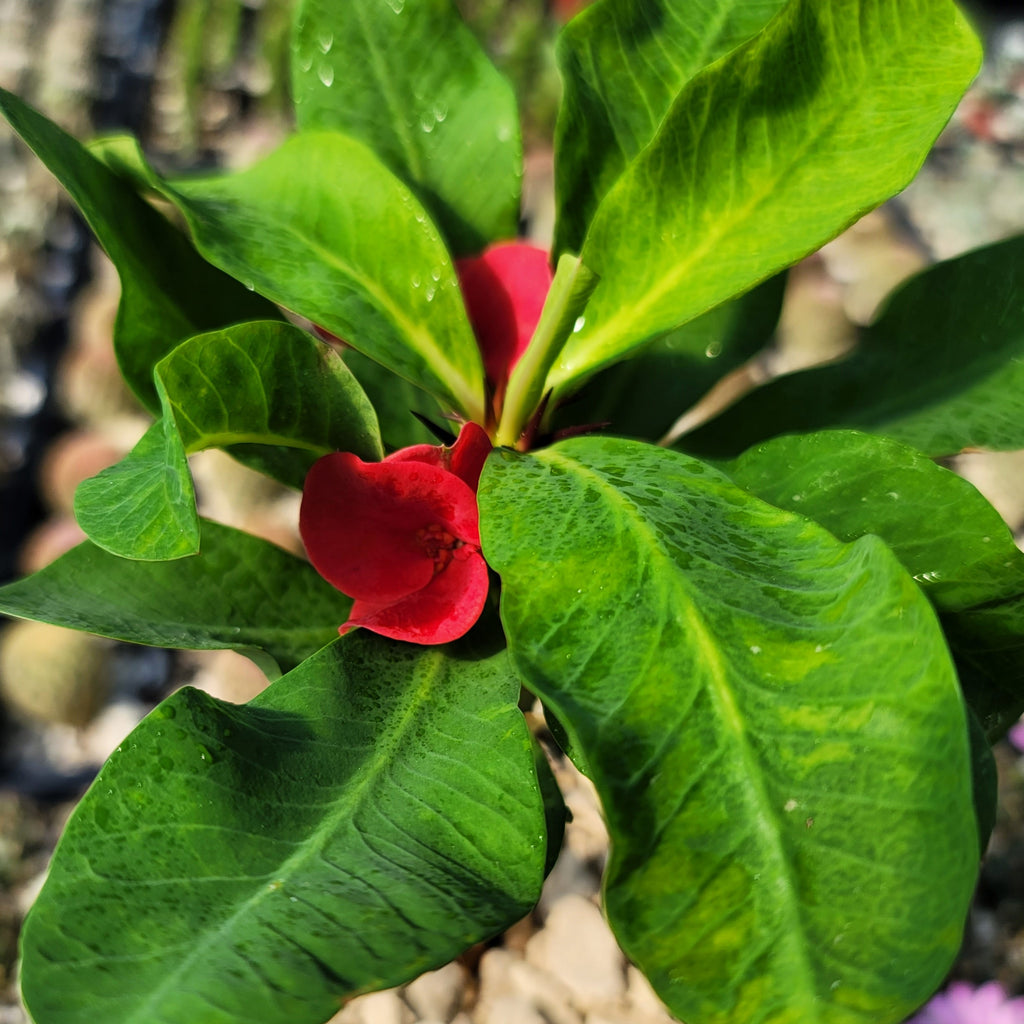 Euphorbia milii grandiflora Khurap Sian