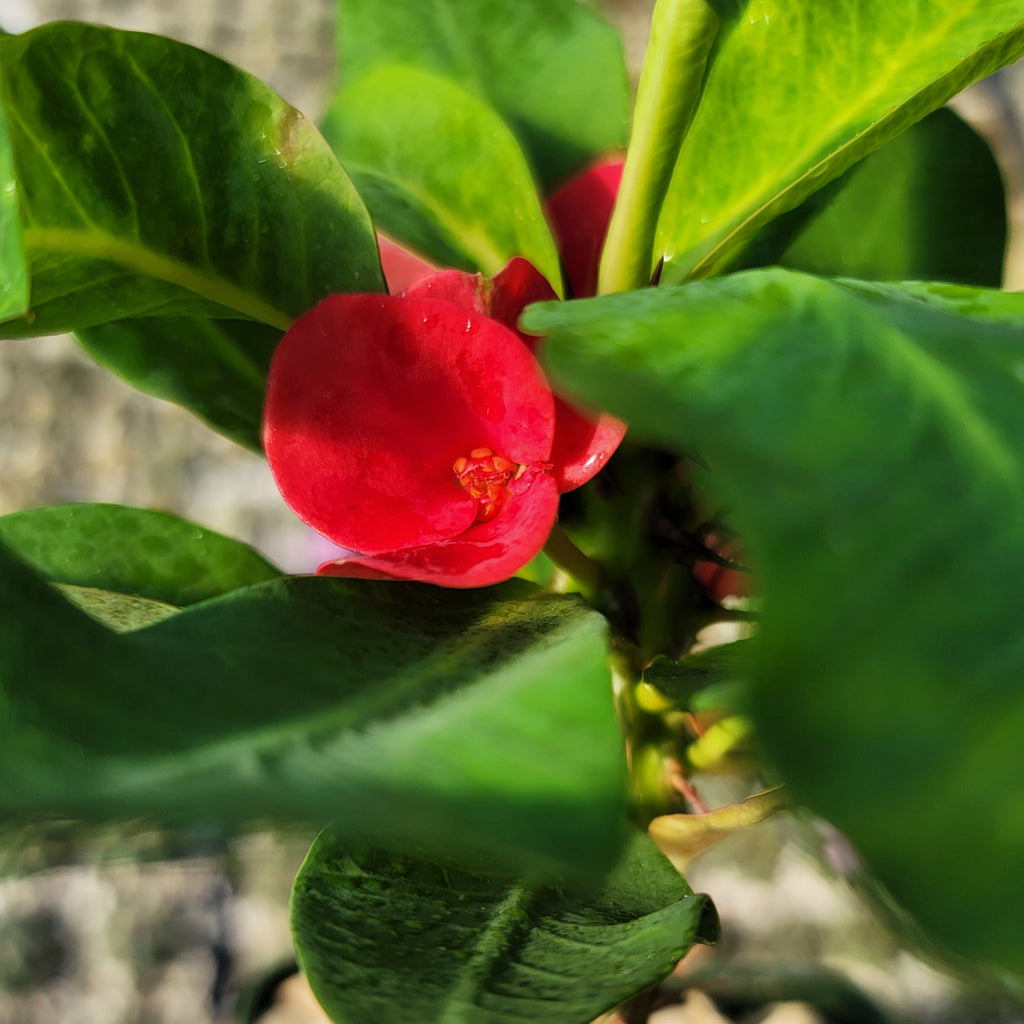 Euphorbia milii grandiflora Khurap Sian